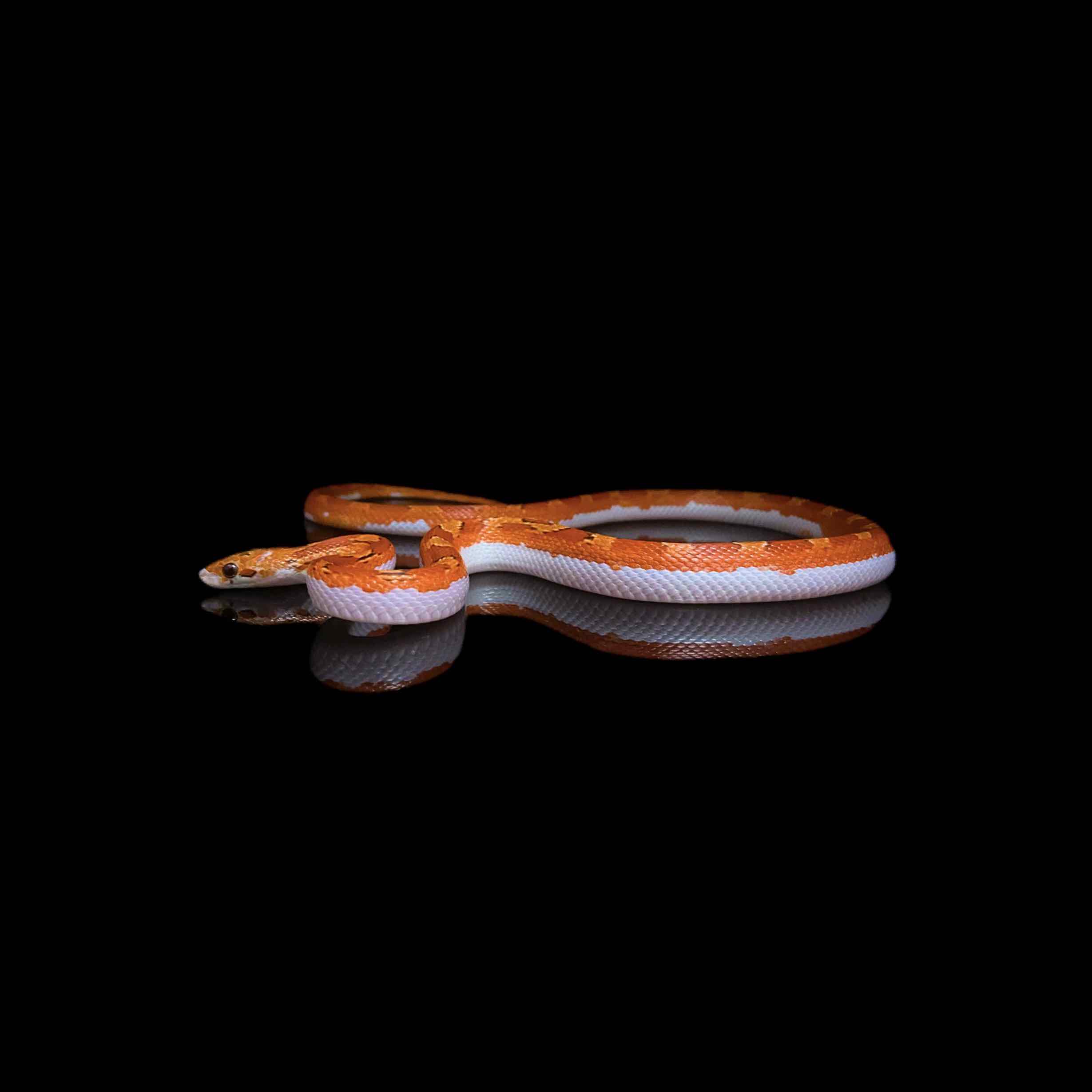 ScaleSwap – A Reptile & Amphibian Marketplace